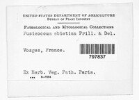 Fusicoccum abietinum image
